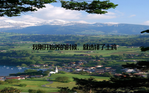 我刚开始养的时候, 就选择了土鸡