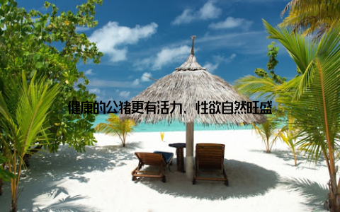 健康的公猪更有活力, 性欲自然旺盛