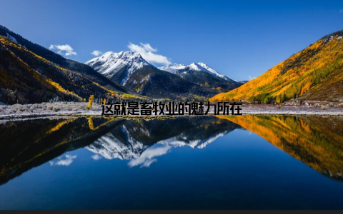 这就是畜牧业的魅力所在