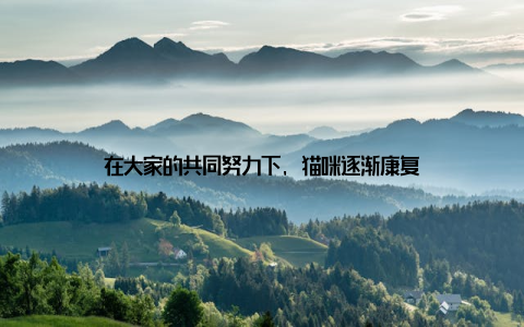 在大家的共同努力下, 猫咪逐渐康复