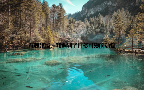 在养殖场, 我遇到了许多可爱的动物