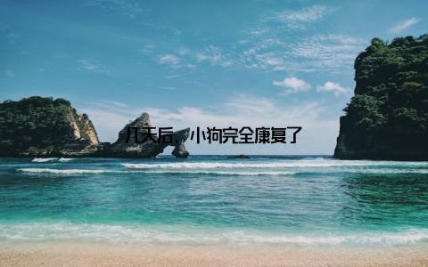 几天后, 小狗完全康复了