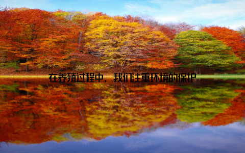 在养殖过程中, 我们注重环境的保护